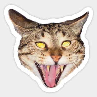 crazy tabby cat yelling funny meme Sticker